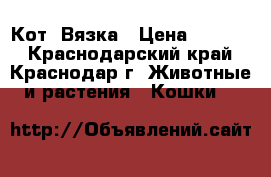 Кот. Вязка › Цена ­ 1 000 - Краснодарский край, Краснодар г. Животные и растения » Кошки   